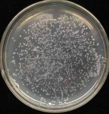 干粉微生物培養基的保存辦法以及使用注意事項介紹
