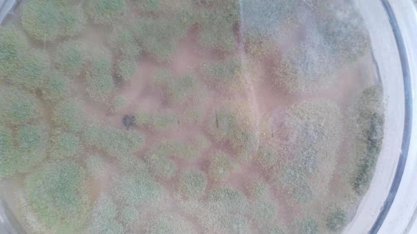 微生物菌種的復合功效是什么？這些因素在影響它的生長！